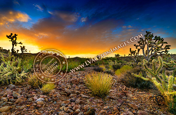 20200712-mojave-24a