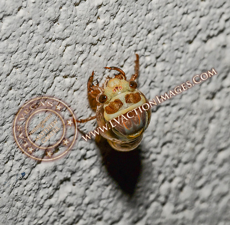 20200708-Cicada-2