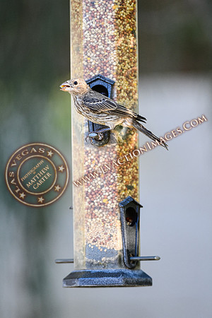20200705-Birds-7
