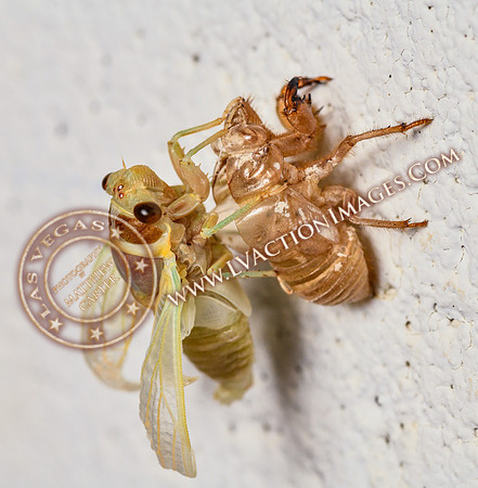 20200708-Cicada-21