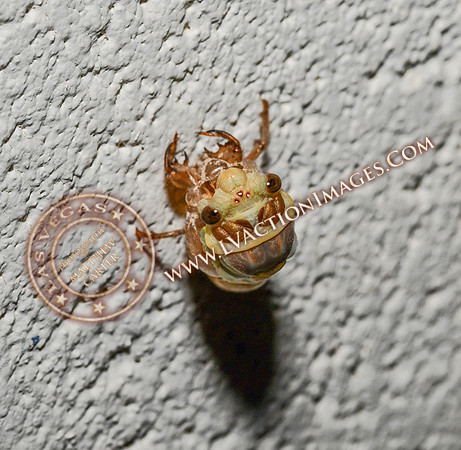 20200708-Cicada-4