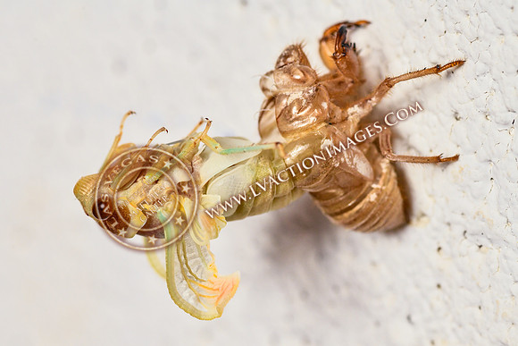 20200708-Cicada-14