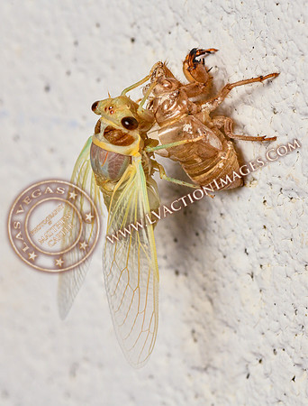 20200708-Cicada-26