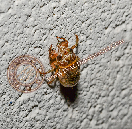 20200708-Cicada-1