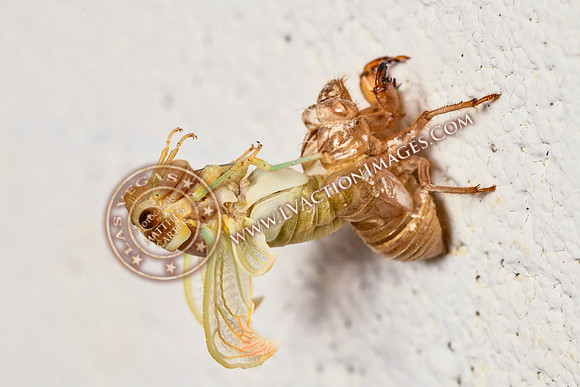 20200708-Cicada-16