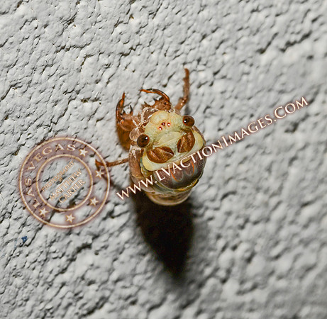 20200708-Cicada-3