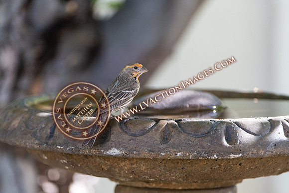 20200705-Birds-2