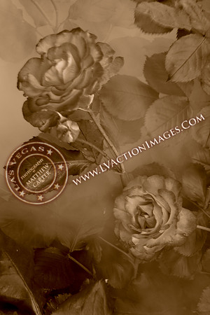 20200426-rose-73