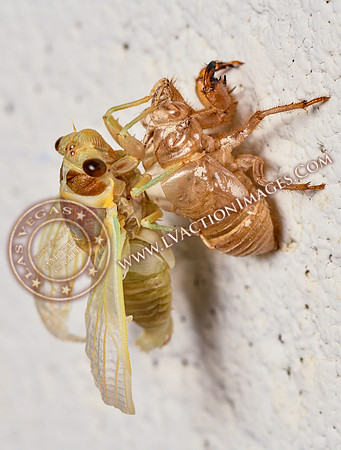 20200708-Cicada-23
