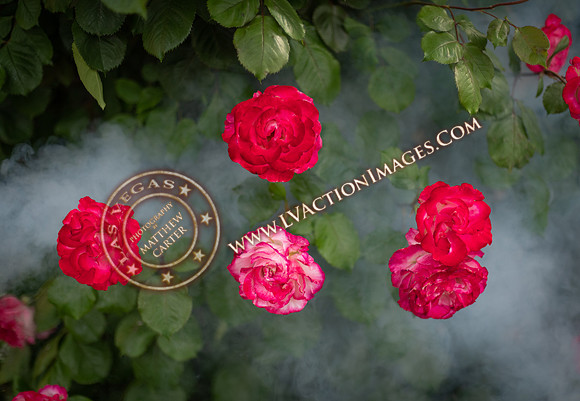 20200426-rose-24