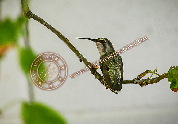 20200707-Birds-49
