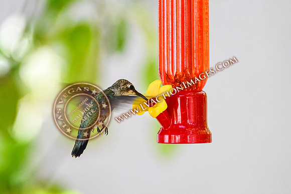 20200707-Birds-35