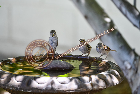 20200707-Birds-14