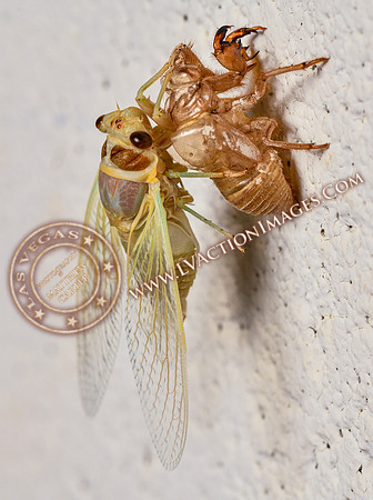 20200708-Cicada-36