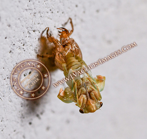 20200708-Cicada-5