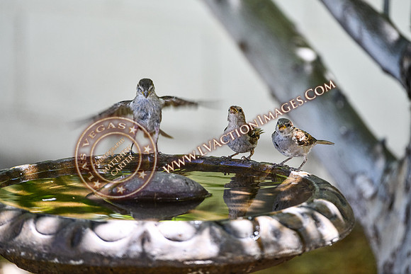 20200707-Birds-13
