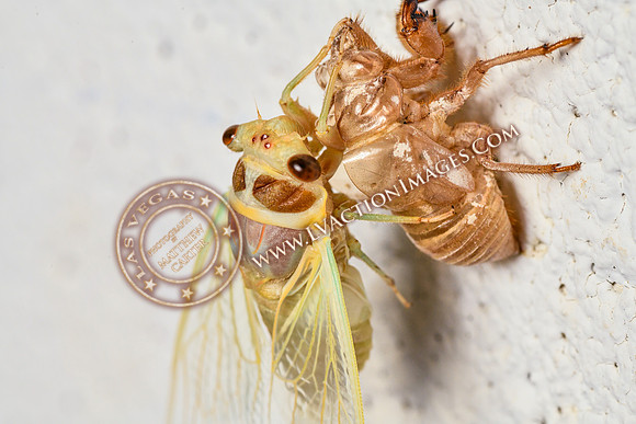 20200708-Cicada-39