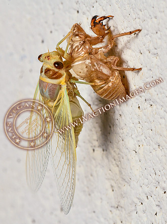 20200708-Cicada-38
