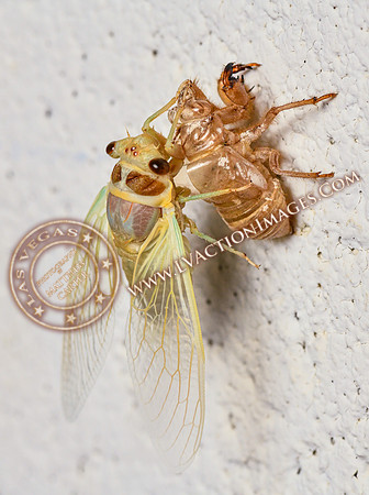 20200708-Cicada-29