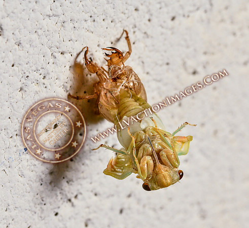 20200708-Cicada-9