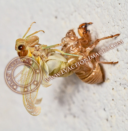 20200708-Cicada-20