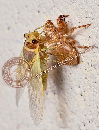 20200708-Cicada-25