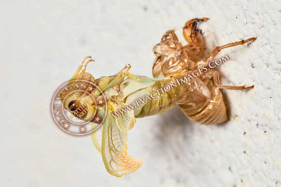 20200708-Cicada-15