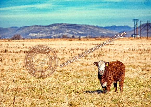 theCarsonValleycow