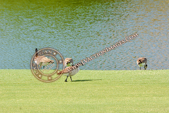20140519_ACF-0181
